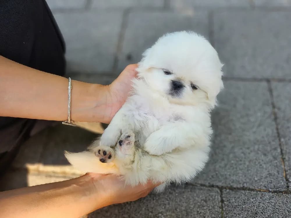 화천 페키니즈분양 강아지 파양입소 현장 1