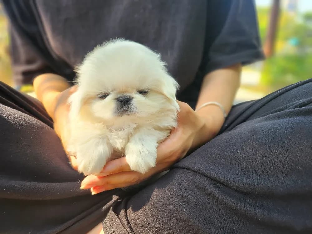 품격 있는 반려견 예절 교육