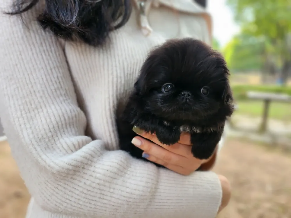 슬개골 및 척추 관절 안심 관리