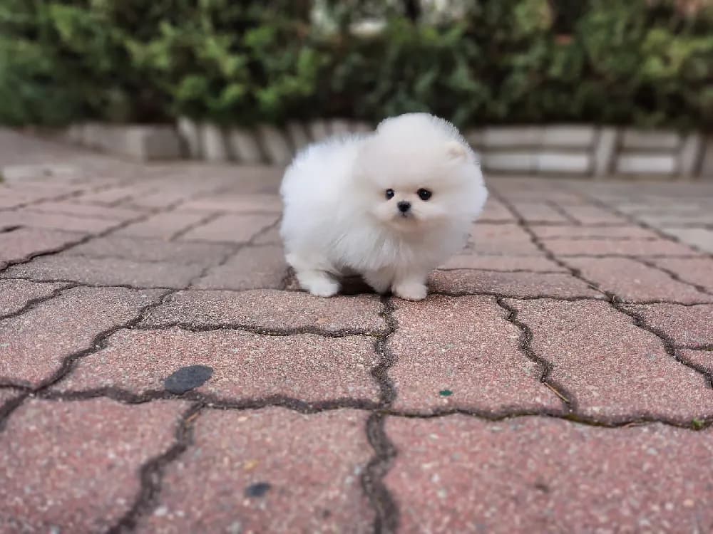 초기 행동 발달 케어
