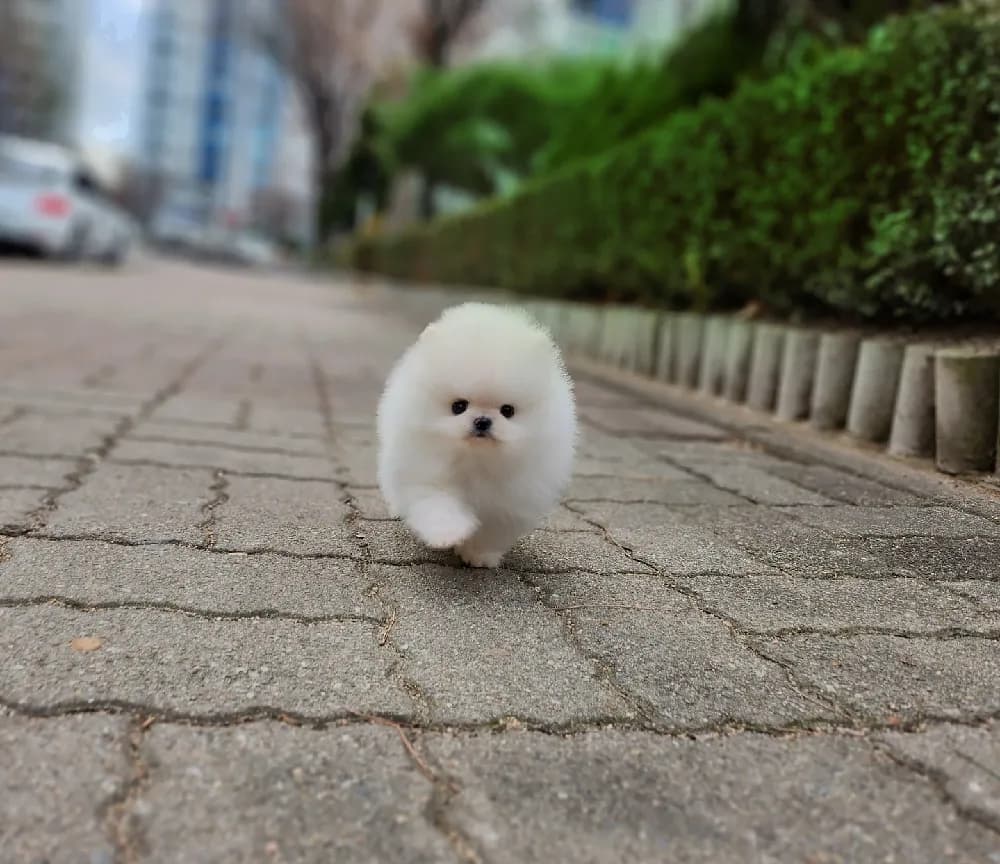청송 강아지분양 청송 강아지분양 프로필 2