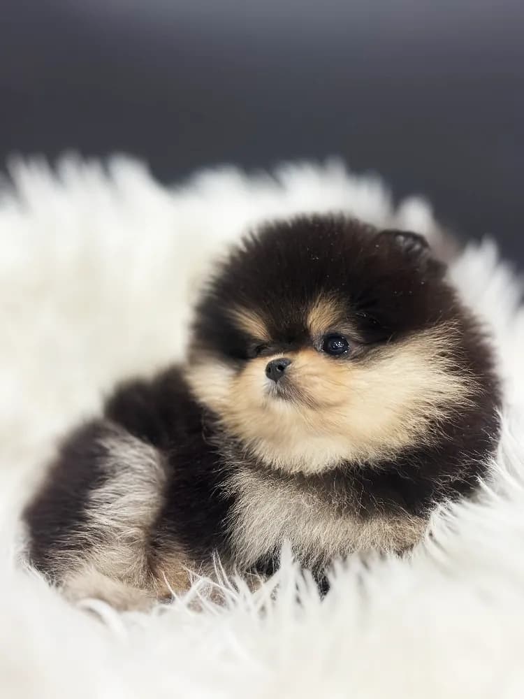 제주도 강아지분양 제주도 강아지분양 케어 모습 3