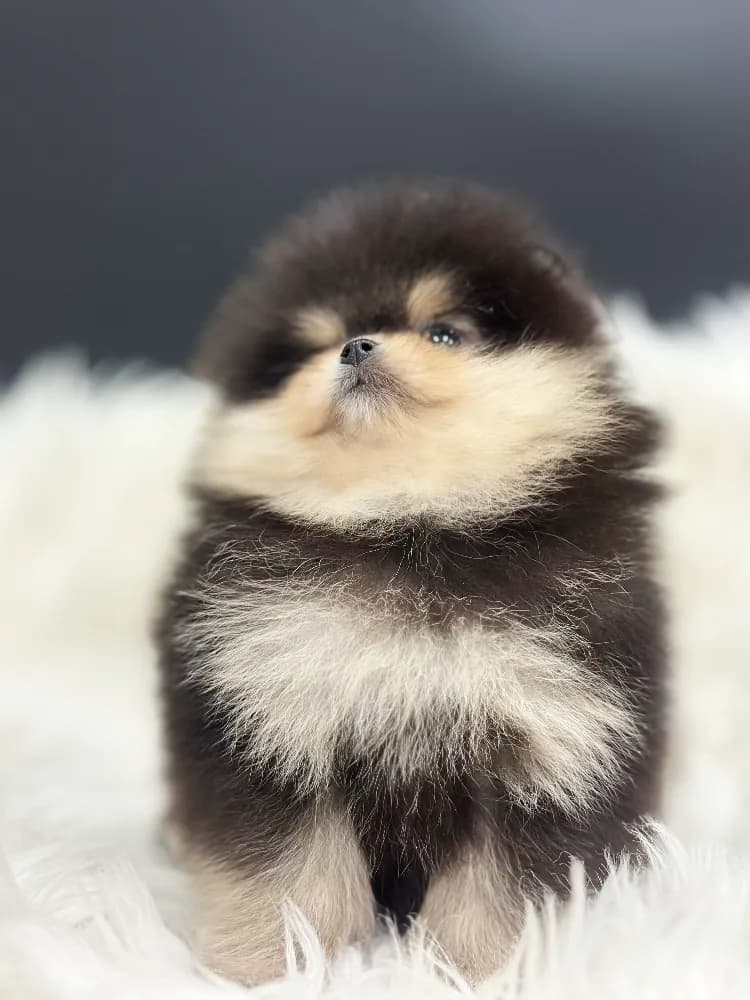 합천 강아지분양 합천 강아지분양 케어 모습 3