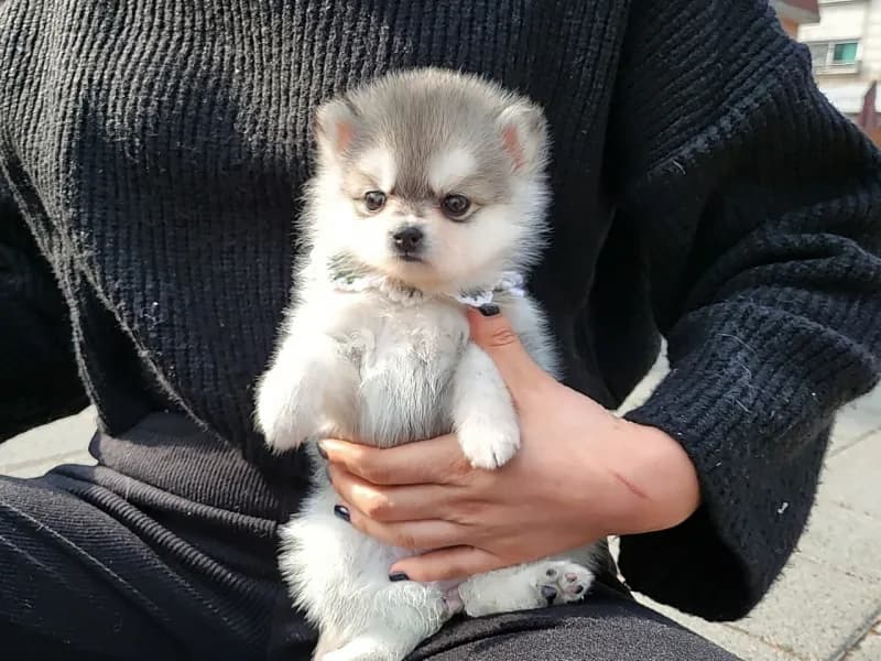 폼스키 이중모 케어 & 홈그루밍 가이드