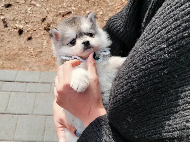 폼스키분양 폼스키분양 프로필 2