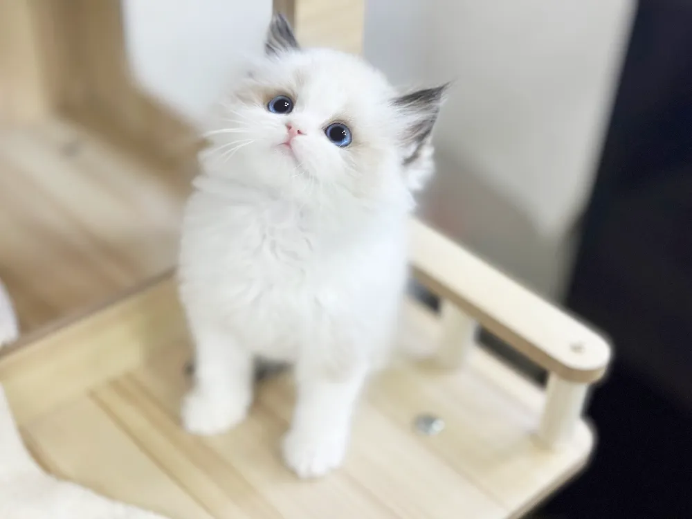 도봉 렉돌분양 도봉 렉돌분양 케어 모습 3