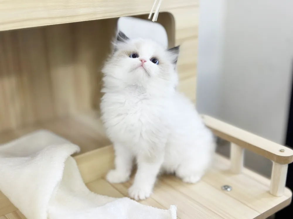 마포 렉돌분양 마포 렉돌분양 케어 모습 3