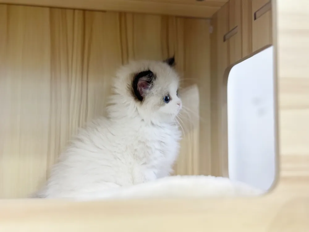 서산 렉돌분양 서산 렉돌분양 케어 모습 3