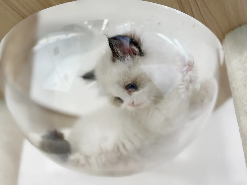 부산 렉돌분양 부산 렉돌분양 케어 모습 3