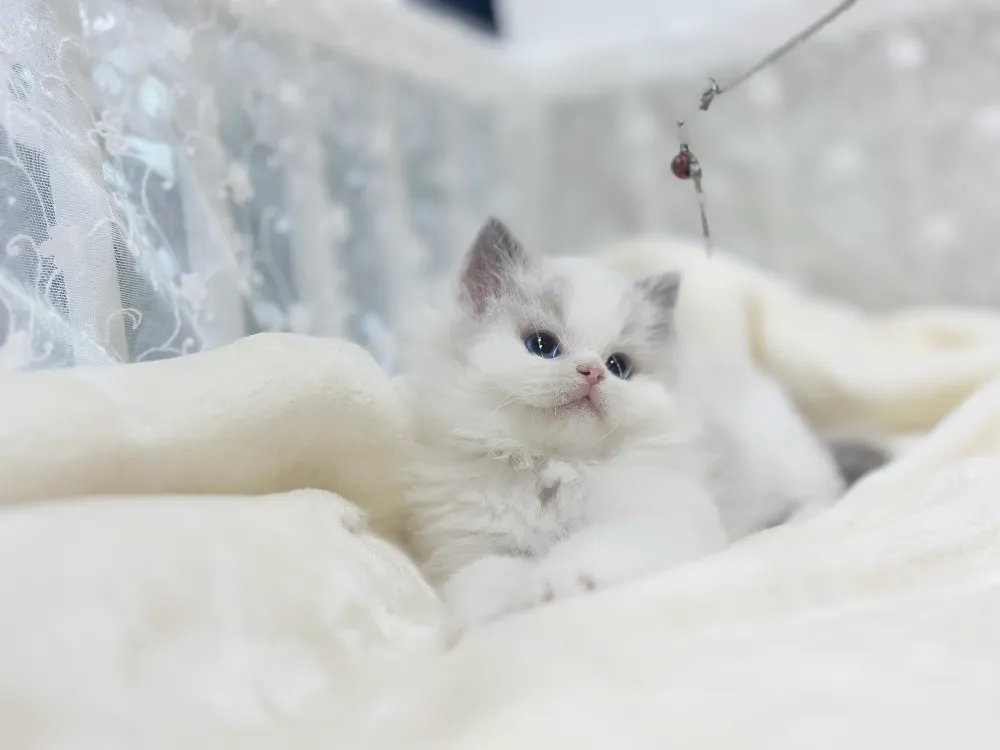 소비자 분쟁 해결 기준 준수