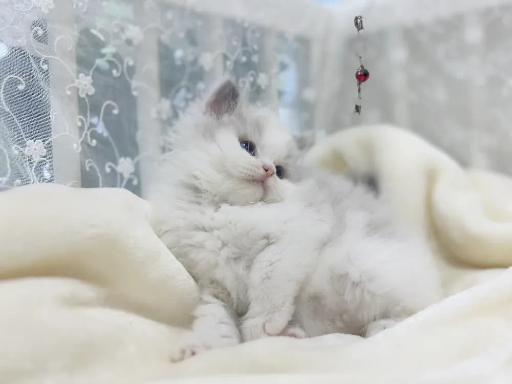 렉돌분양 강아지 파양입소 현장 1