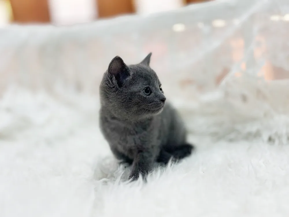 강북구 러시안블루분양 강북구 러시안블루분양 프로필 2