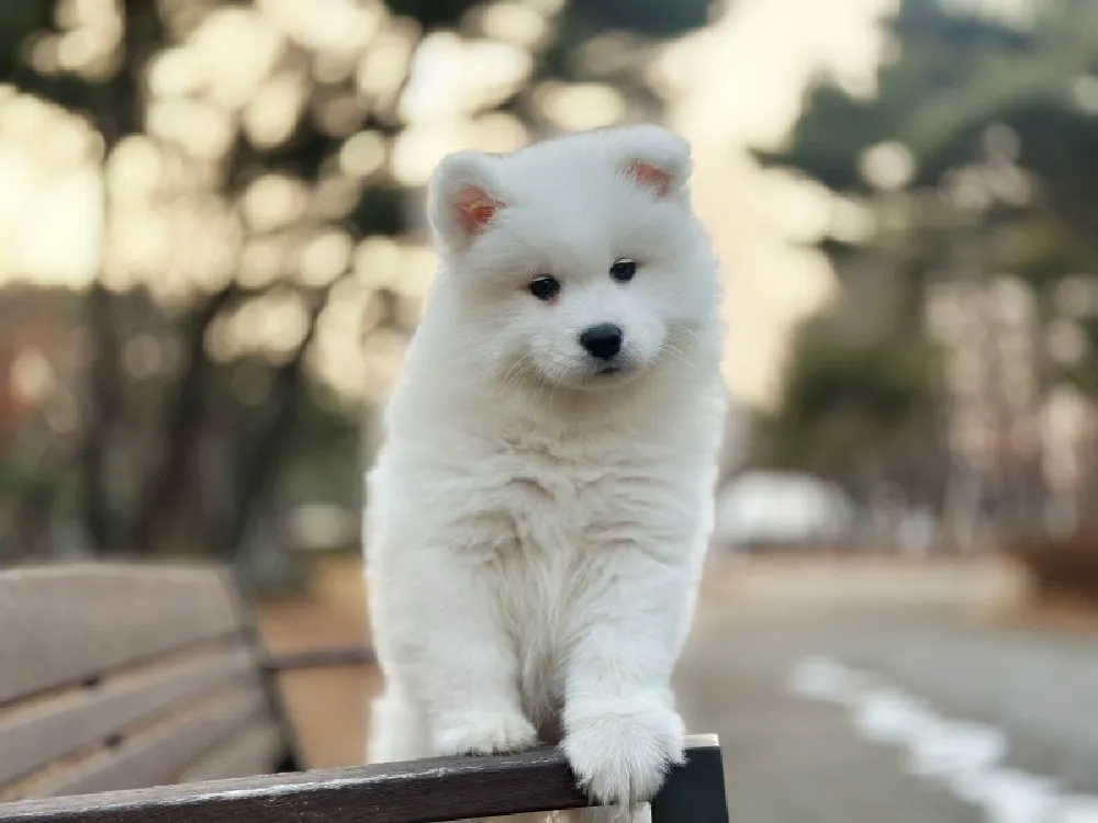 마산 사모예드분양 마산 사모예드분양 케어 모습 3