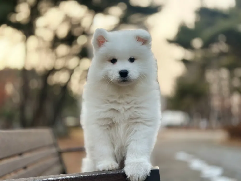 홍대 사모예드분양 홍대 사모예드분양 케어 모습 3