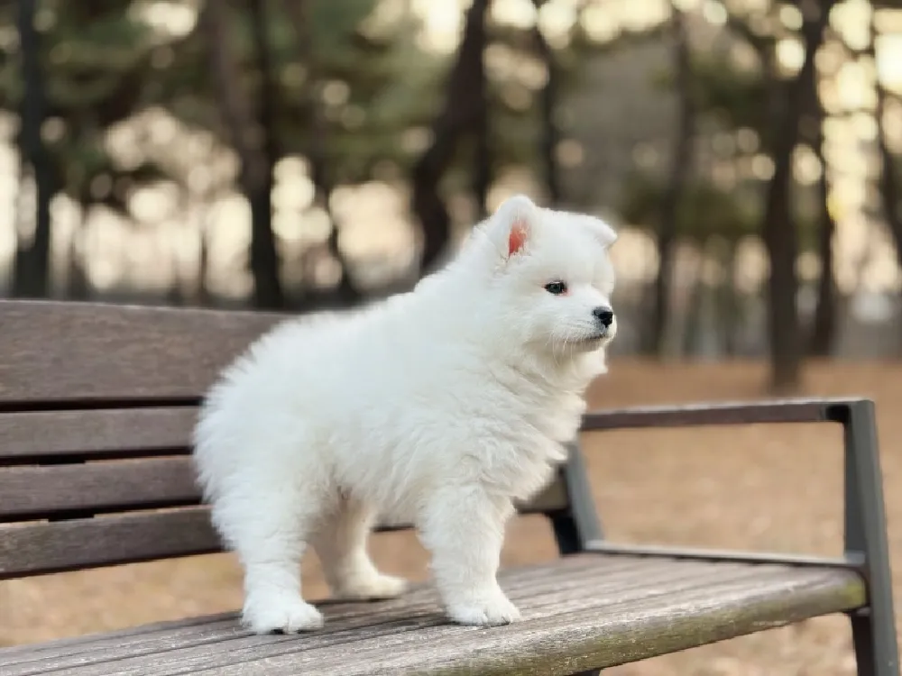 순수 혈통 검증 및 정보 공개