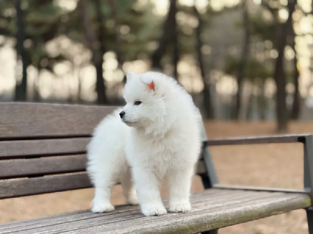 밀양 사모예드분양 밀양 사모예드분양 케어 모습 3
