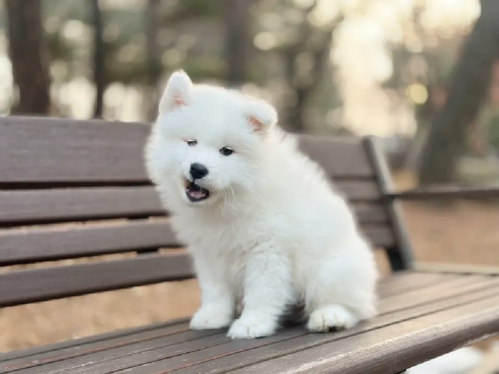영양 사모예드분양 영양 사모예드분양 프로필 2