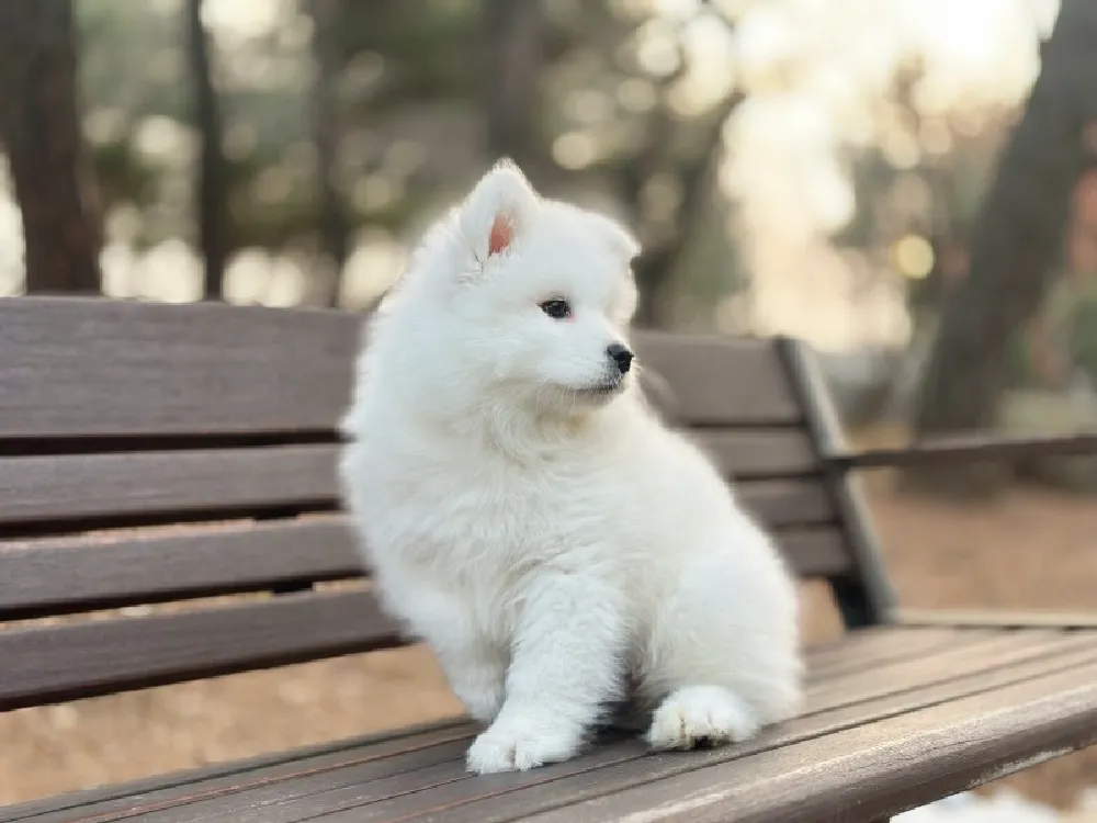사모예드분양 사모예드분양 프로필 2