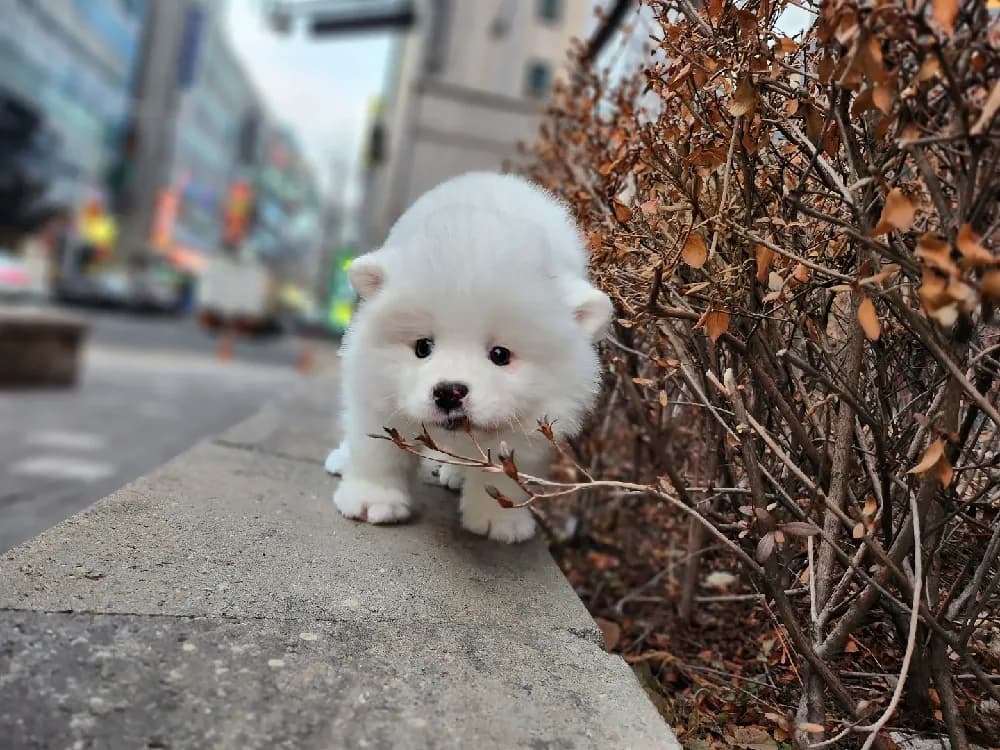 안양 사모예드분양 강아지 파양입소 현장 1