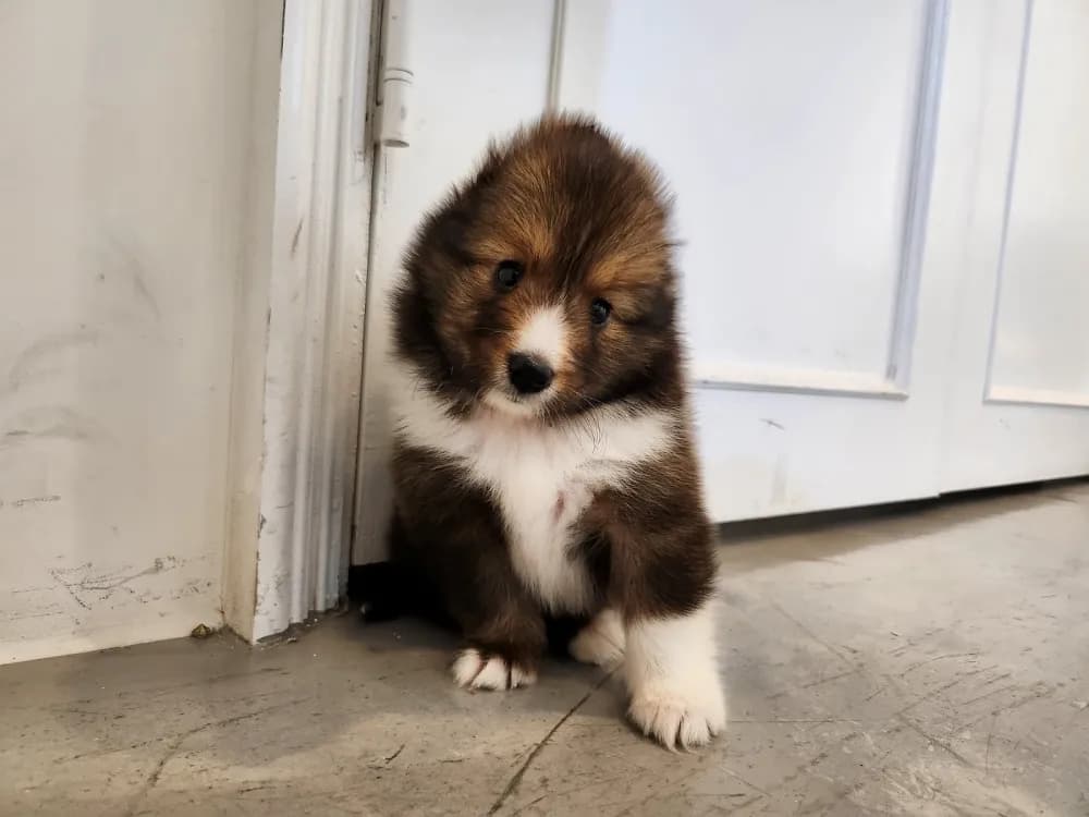 강남구 셀티분양 강남구 셀티분양 프로필 2
