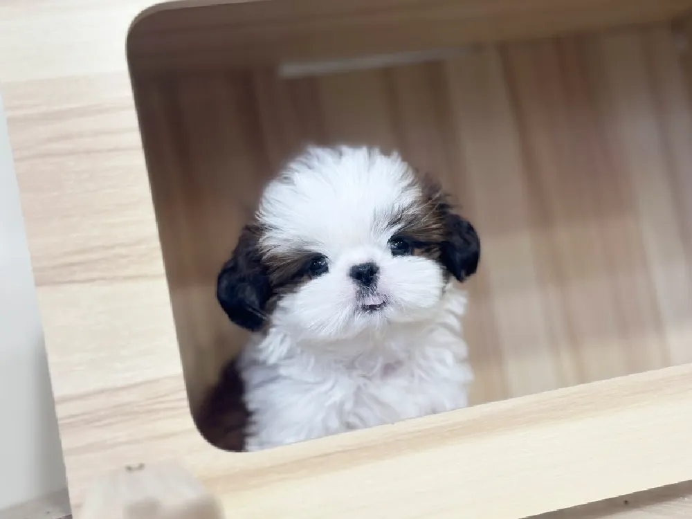 시츄분양 시츄분양 케어 모습 3