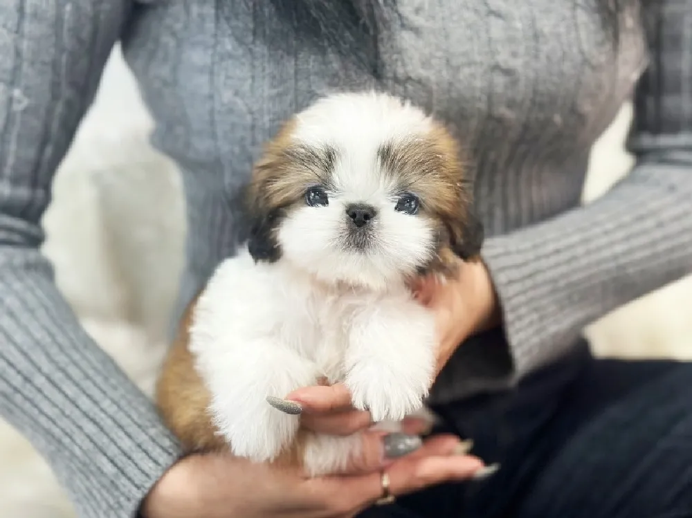 청라 시츄분양 청라 시츄분양 프로필 2