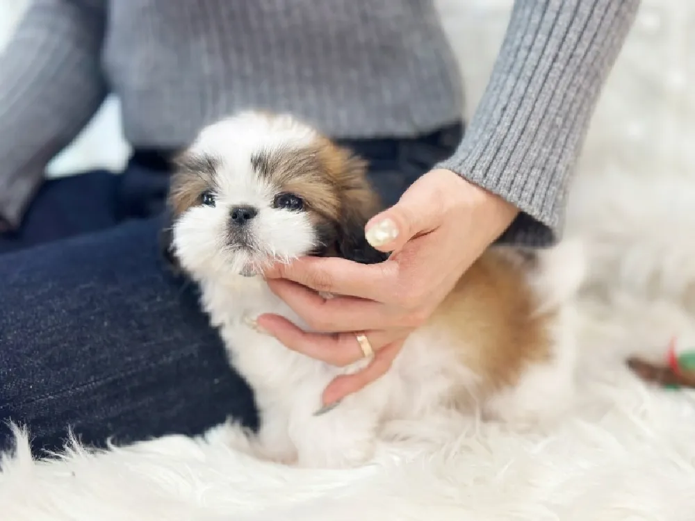 서산 시츄분양 강아지 파양입소 현장 1