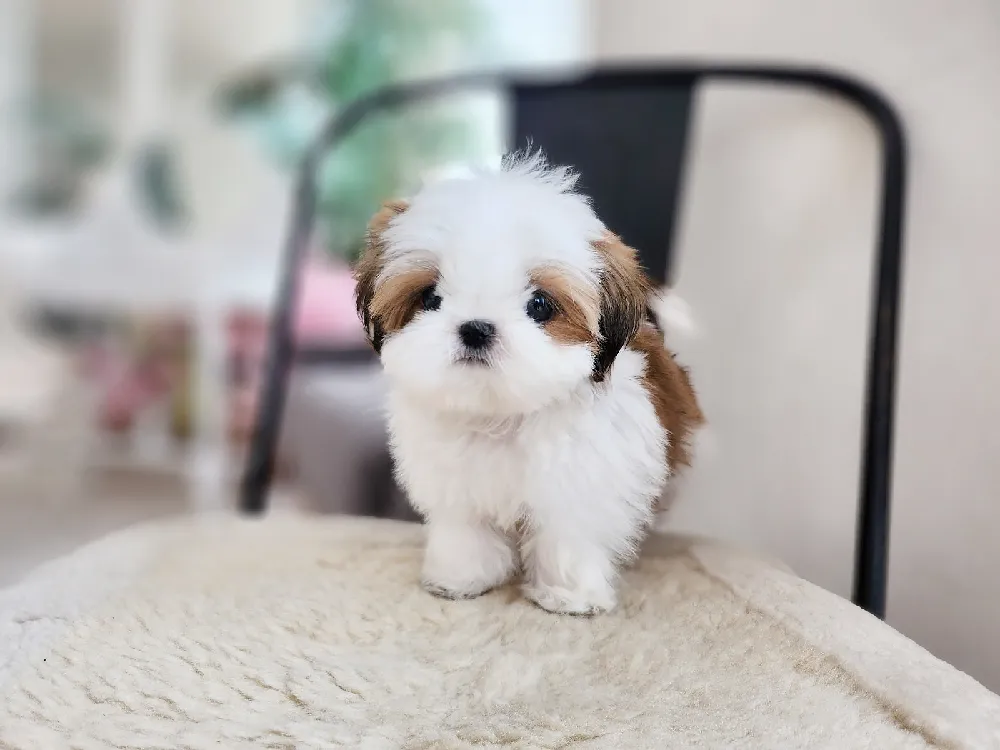 1:1 맞춤형 기질 매칭
