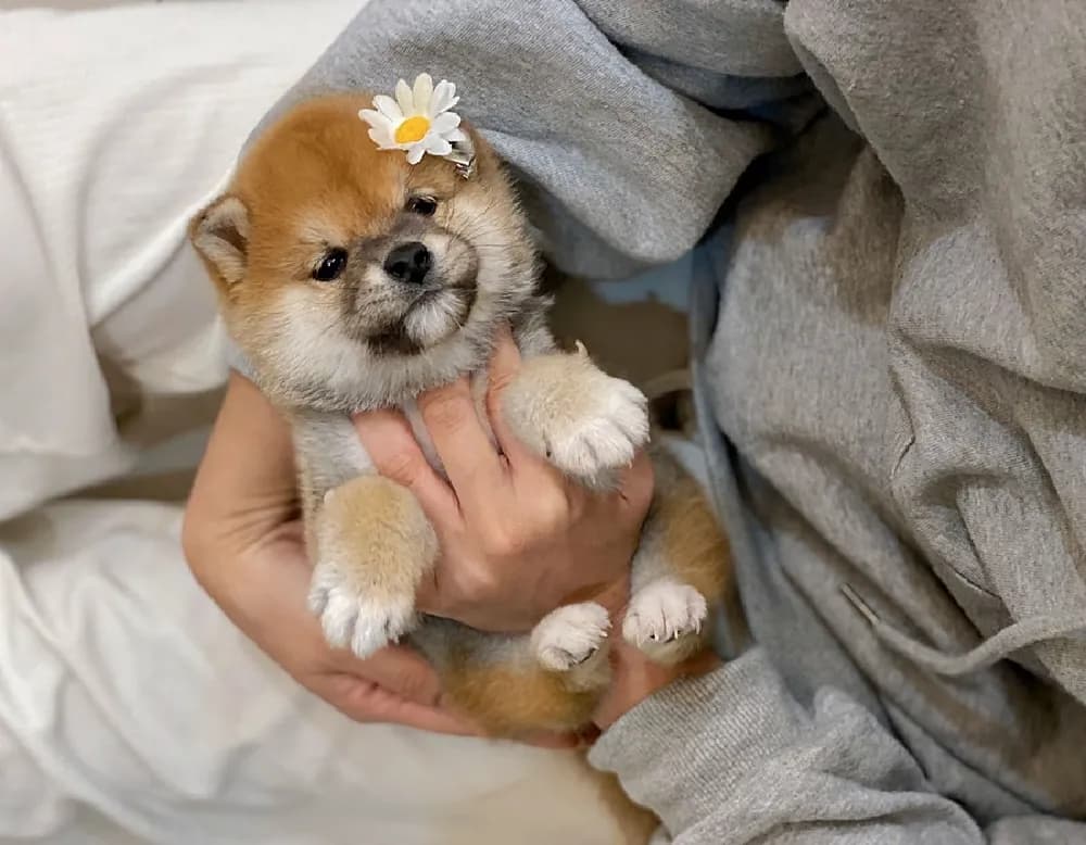 가평 시바견분양 가평 시바견분양 프로필 2