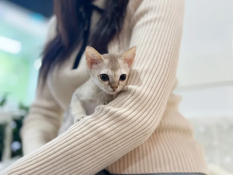 싱가푸라분양 싱가푸라분양 프로필 2