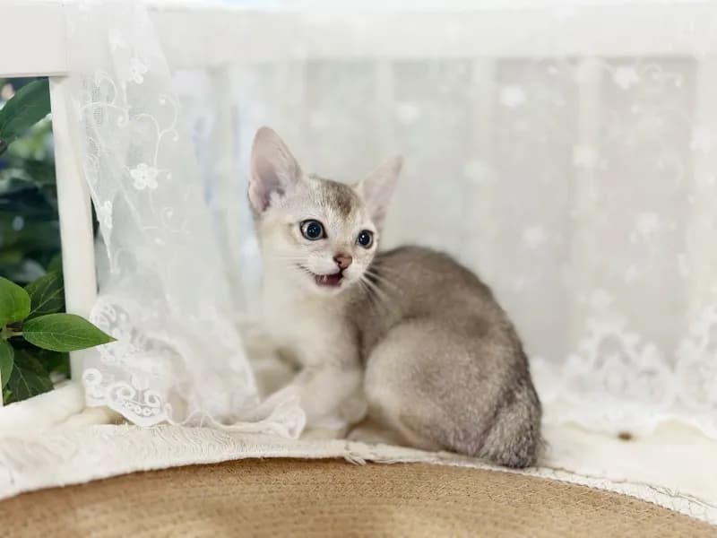 소비자 보호 규정 준수 보증