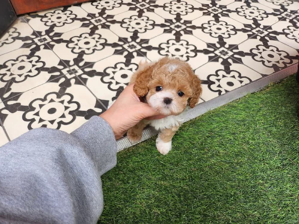 홈케어 위생 미용 기초 레슨