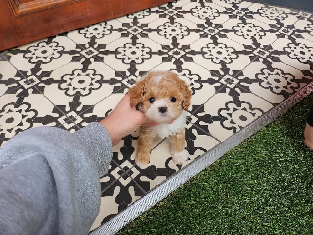 퍼피 스쿨 기초 에티켓 코칭