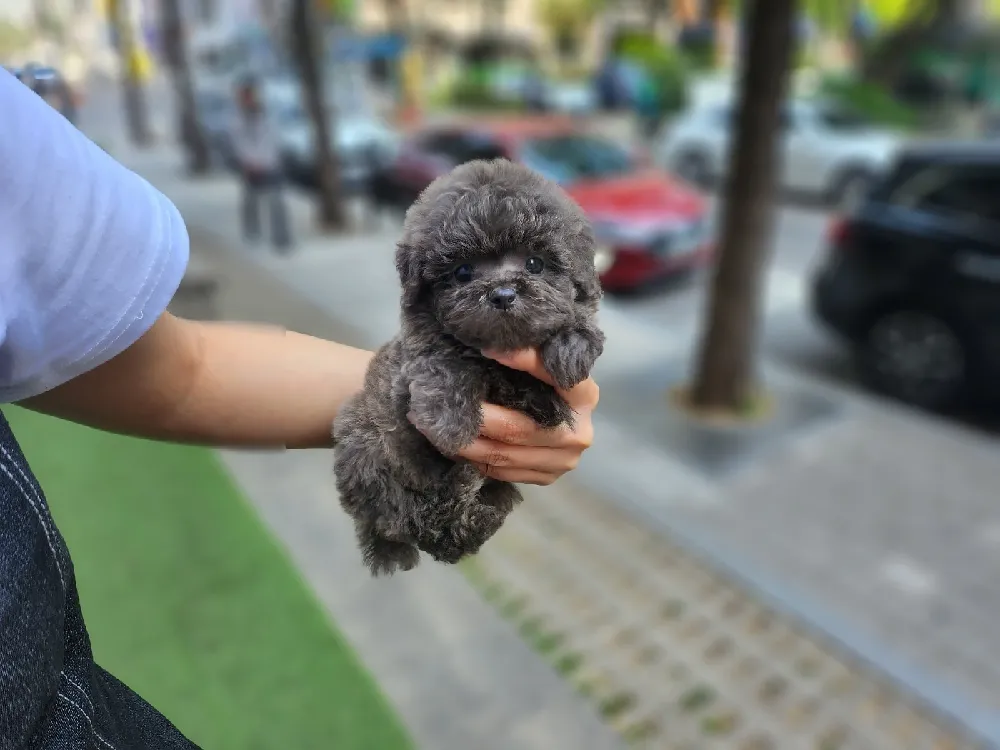 퍼피 스쿨 기초 에티켓 코칭