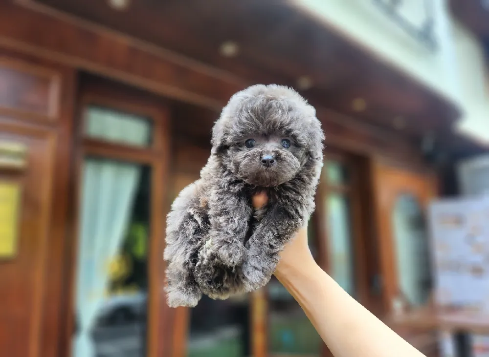 고성 토이푸들분양 고성 토이푸들분양 케어 모습 3