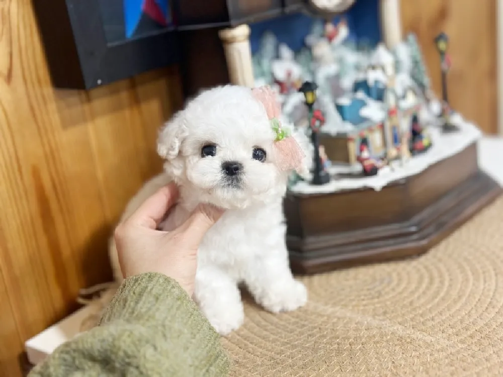 영동 미니비숑분양 영동 미니비숑분양 프로필 2