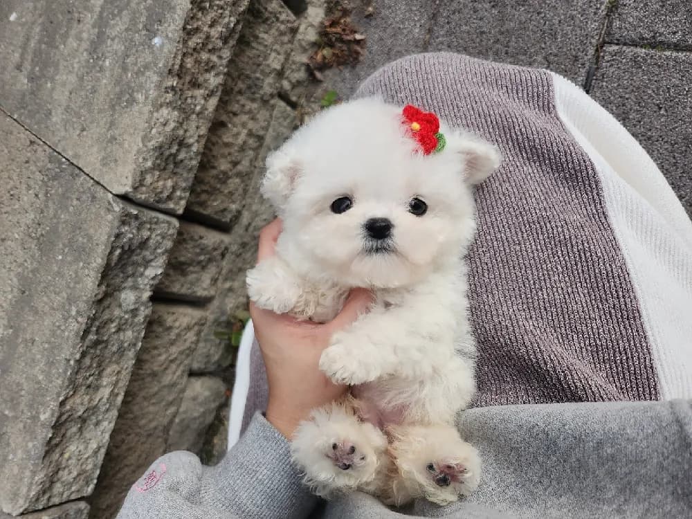 안동 미니비숑분양 안동 미니비숑분양 케어 모습 3