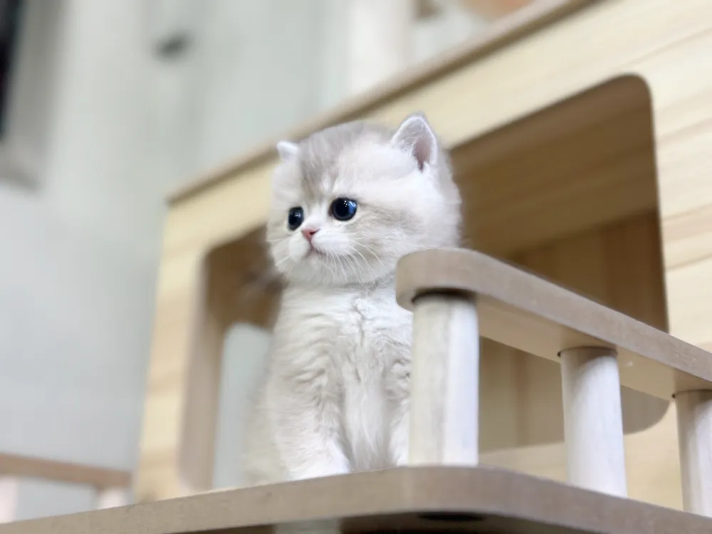 파주 고양이분양 파주 고양이분양 케어 모습 3