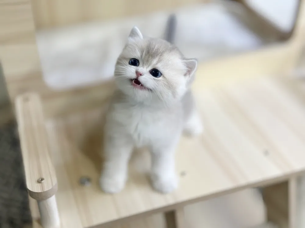 노원 고양이분양 노원 고양이분양 프로필 2