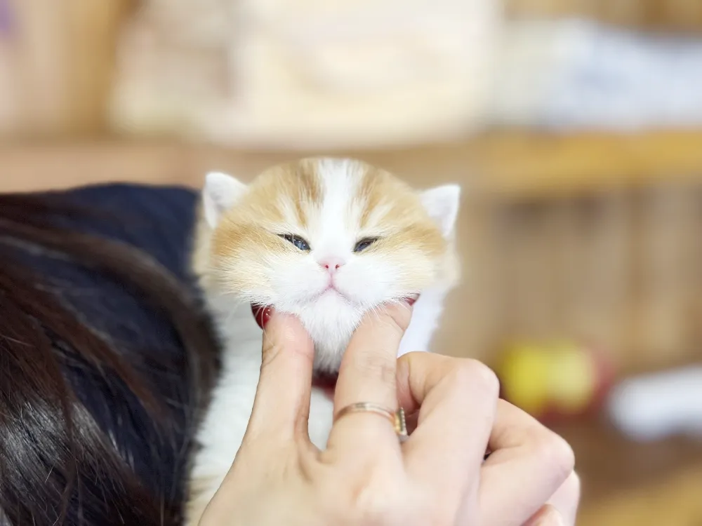 양주 고양이분양 양주 고양이분양 케어 모습 3
