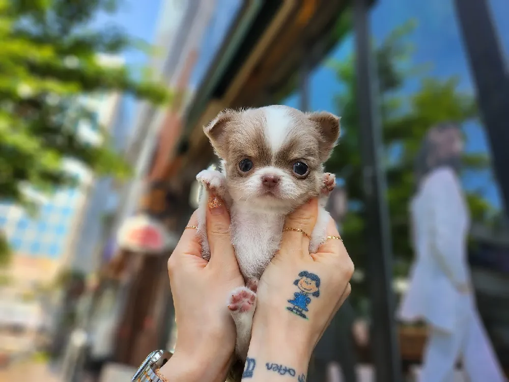 치와와분양 치와와분양 케어 모습 3