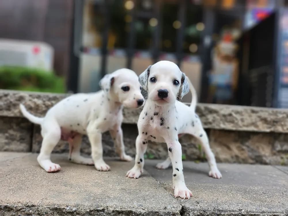 오산 달마시안분양 오산 달마시안분양 케어 모습 3