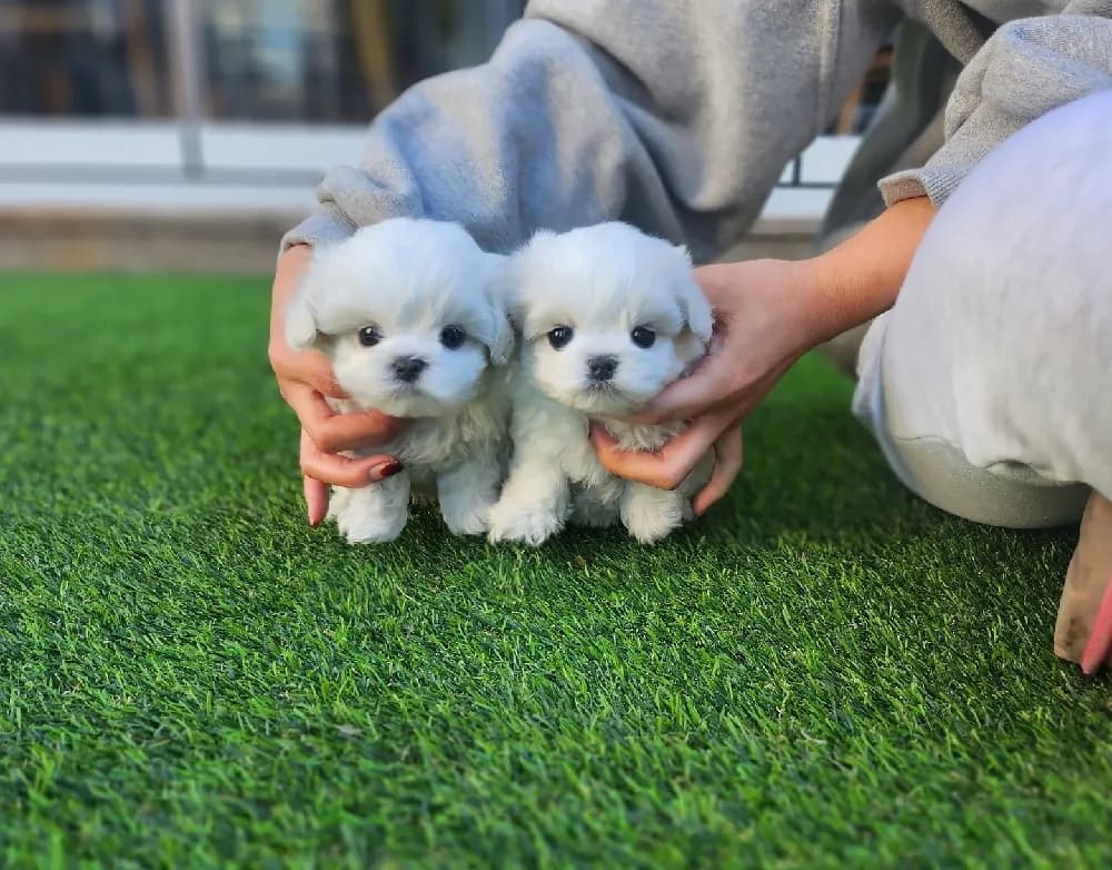 서산 말티즈분양 서산 말티즈분양 프로필 2
