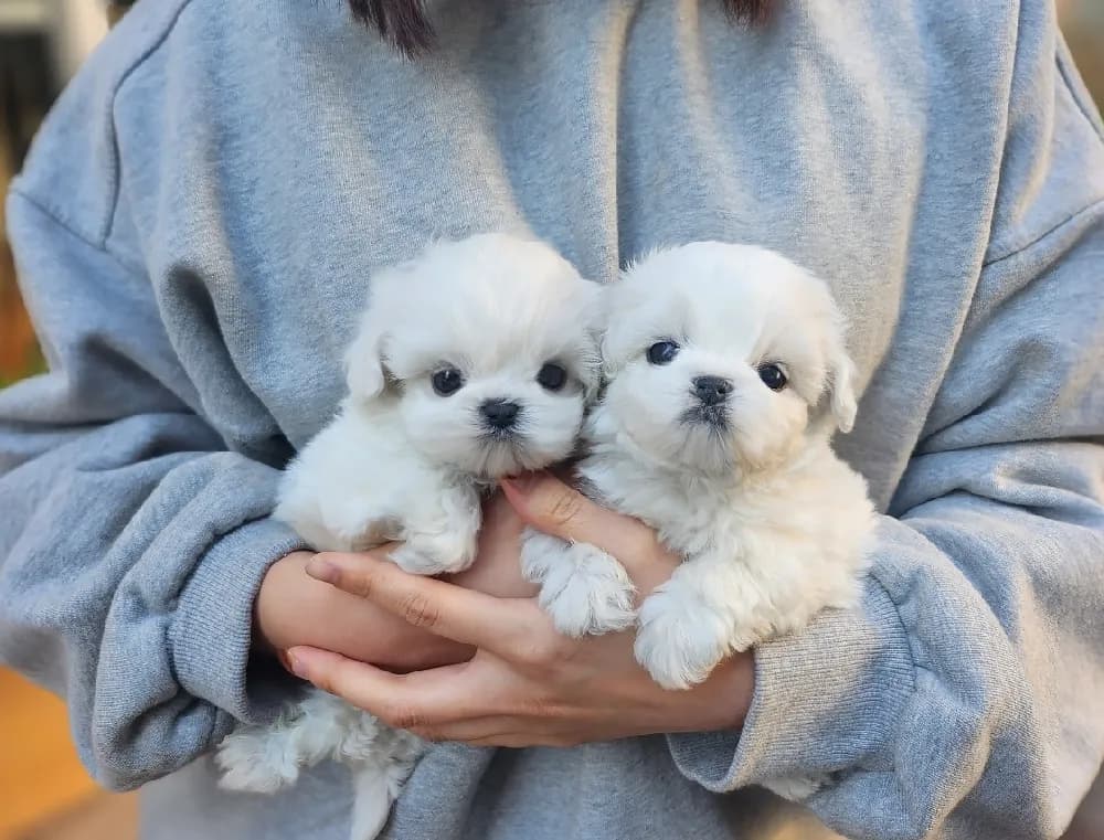 창원 말티즈분양 강아지 파양입소 현장 1