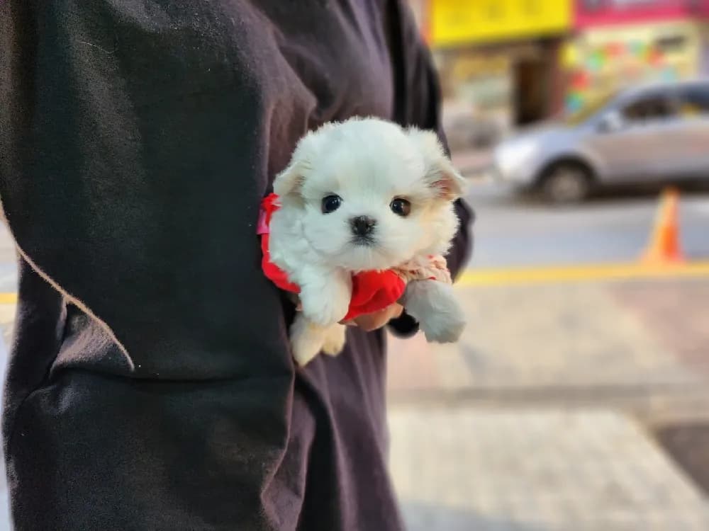 마포 말티즈분양 마포 말티즈분양 케어 모습 3