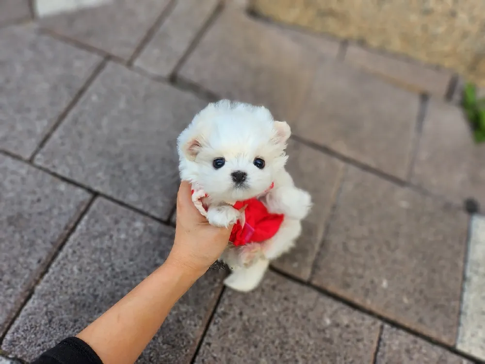 합천 말티즈분양 합천 말티즈분양 케어 모습 3
