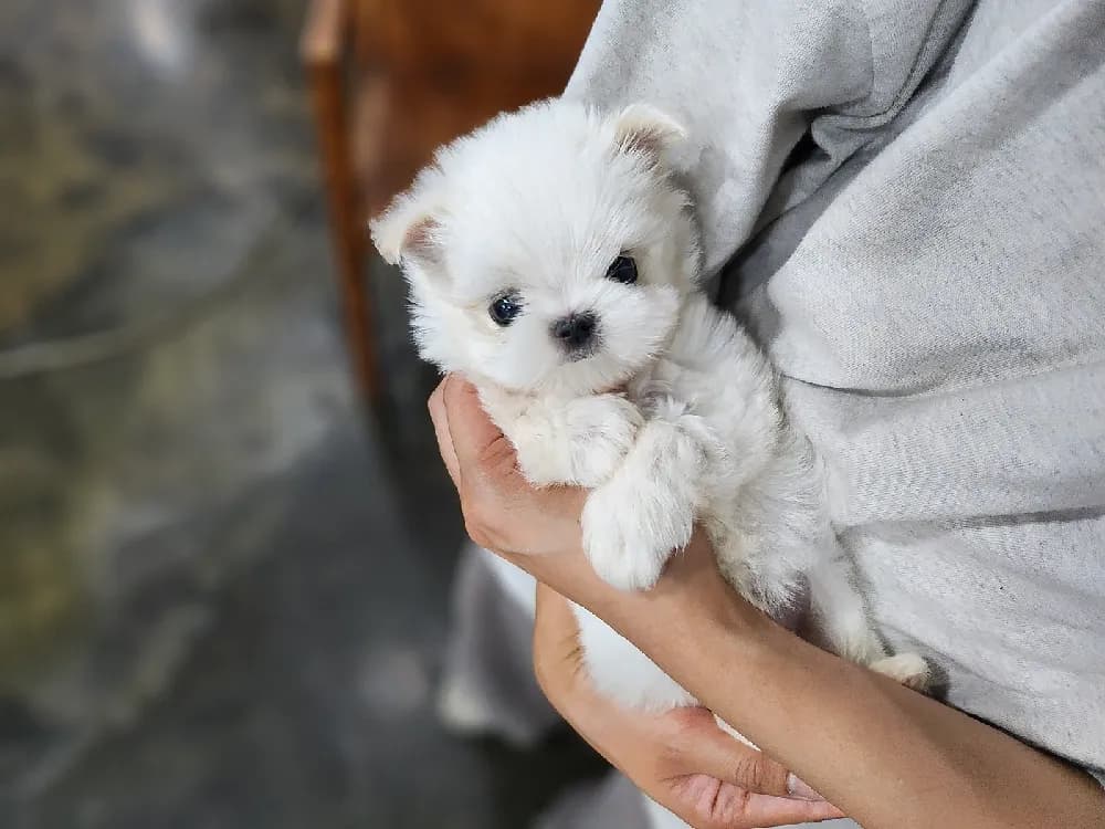 태백 말티즈분양 강아지 파양입소 현장 1