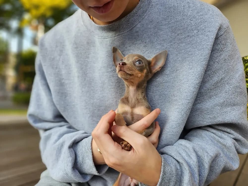 부안 미니핀분양 부안 미니핀분양 프로필 2