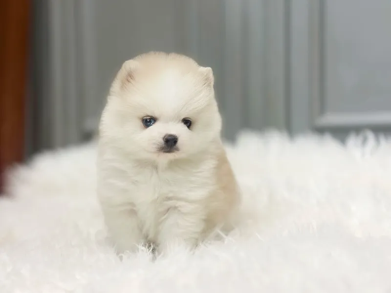 송도 폼스키분양 강아지 파양입소 현장 1