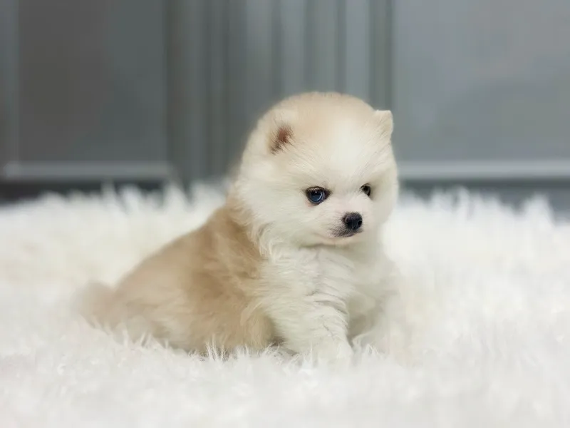 목포 폼스키분양 목포 폼스키분양 프로필 2